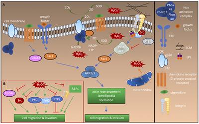 Frontiers | Redox Regulation Of The Actin Cytoskeleton In Cell ...